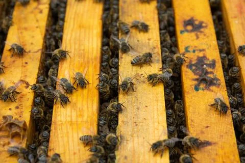 Small colony of bees on bee frames Stock-Fotos