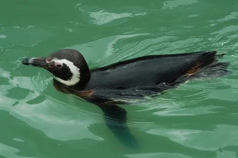 Small colony of penguins Stock Photos