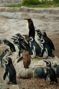 Small colony of penguins Stock Photos
