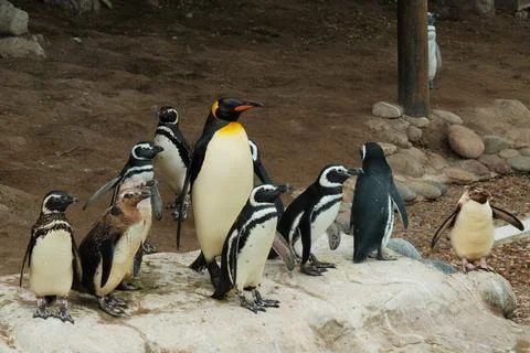 Small colony of penguins Stock Photos