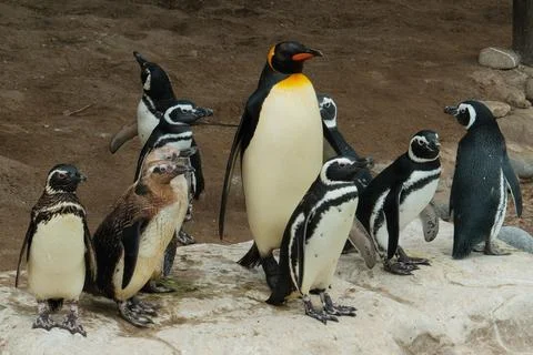 Small colony of penguins Stock Photos