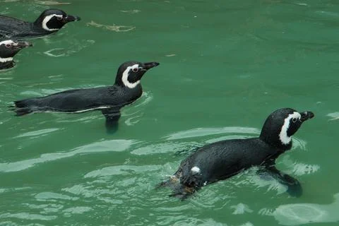 Small colony of penguins Stock-Fotos