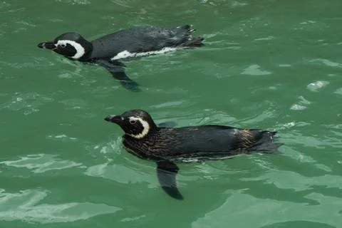Small colony of penguins Stock Photos