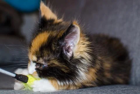Small color kitten Stock Photos