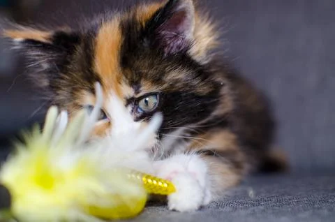 Small color kitten Stock Photos