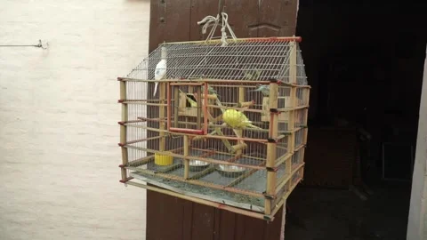 Small Colored Decor Birds In Cage 스톡 동영상 133576721