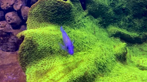 Small colored fish Stock Footage 205227362