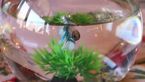 A small colored fish is looking for food in its aquarium among plants and rocks Stock Footage 306591007
