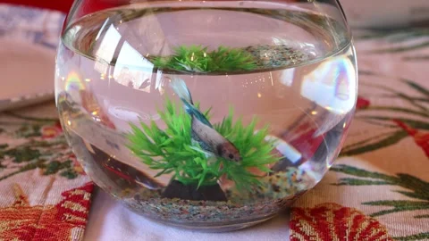 A small colored fish is looking for food in its aquarium among plants and rocks Stock Footage 306591014