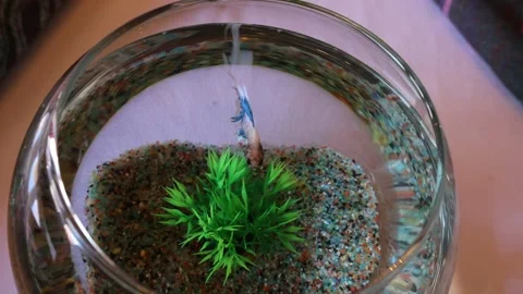 A small colored fish is looking for food in its aquarium among plants and rocks Stock Footage 306591015