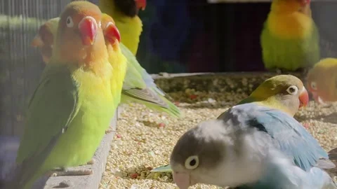 Small colored parrots eat from a feeding trough Stock Footage 324958149