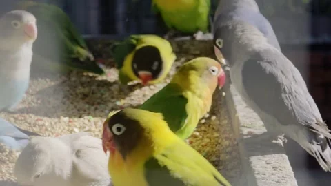 Small colored parrots eat from a feeding trough Stock Footage 324958365