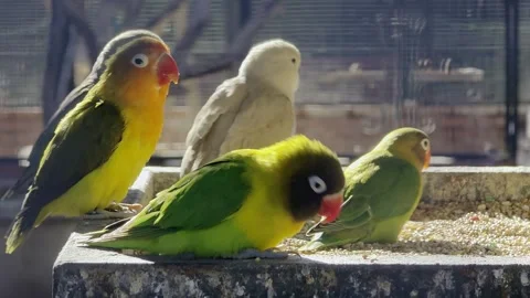 Small colored parrots eat from a feeding trough Stock Footage 324958428