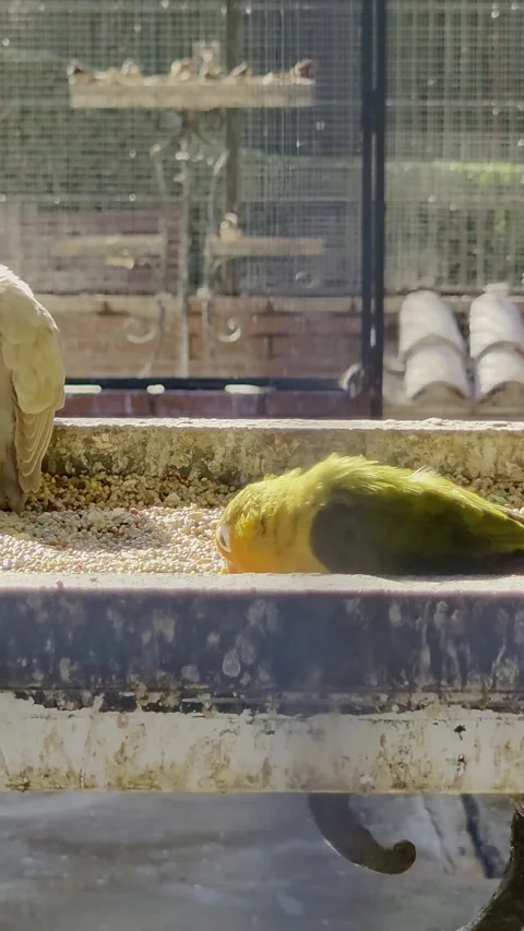 Small colored parrots eat from a feeding trough Stock Footage 324959373