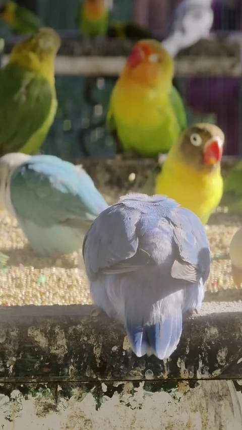 Small colored parrots eat from a feeding trough Stock Footage 325008605
