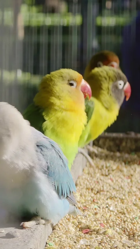 Small colored parrots eat from a feeding trough Stock Footage 325008607