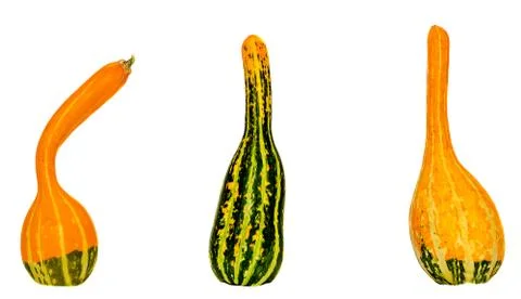 Small colored pumpkins, close up, isolated, white background. 스톡 사진