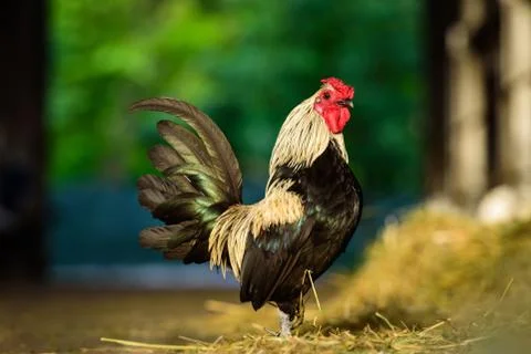 A small colored rooster Stock Photos