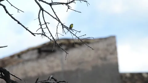 A small colorful bird Stock Footage 148380200