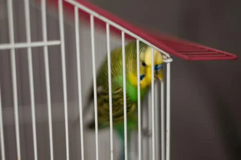 A small, colorful bird perched inside its cage. Stock Photos