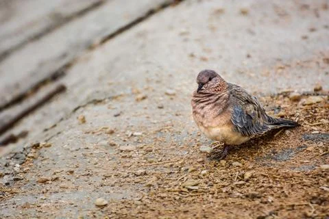 Small, colorful bird is perched on a patch of dry, sandy earth Fotos de archivo