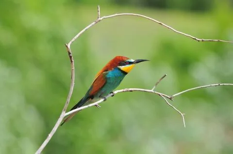 Small colorful dragon (bee-eater) sits a thin dry branch. Stock Photos