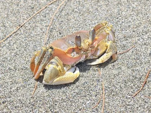 Small colorful ghost crab crawling on sunlit coarse beach sand surface Stock Photos