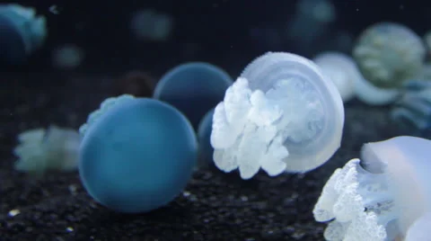 Small colorful jellyfish Stock Footage 43715469