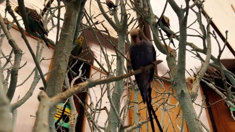 Small, colorful parakeets perched on painted white branches create a whimsical Video stock 303959965