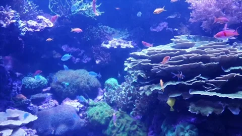 Small colorful reef fish moving through tropical coral habitat Stock Footage 339249765