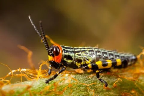 Small coloured grasshopper Stock Photos