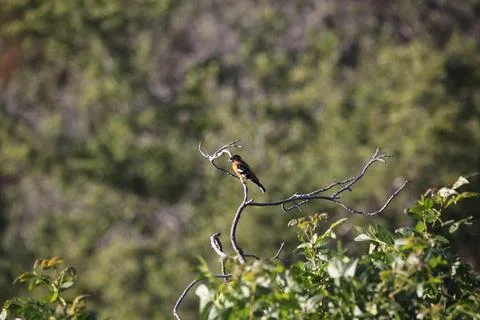 A Small Colourful Bird Rests on a Bare Bush Branch in Topanga Canyon Stock Photos