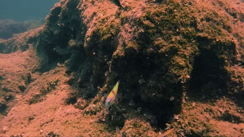 Small colourful fish underwater Stock Footage 115950594