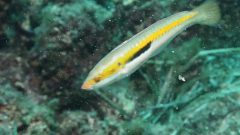 Small colourfull fish (Coris julis) near bottom of Mediterranien sea, Mallorca Video stock 84075750