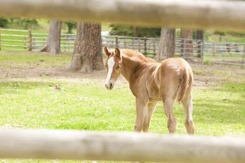 Small colt. Stock Photos