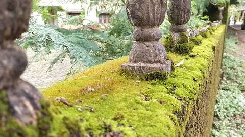 Small columns in green Vidéo 228836525