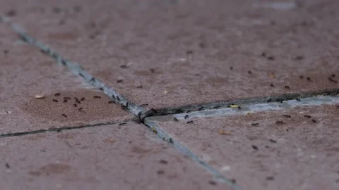 Small common black worker ants collecting food in the house Stock Footage 201530163