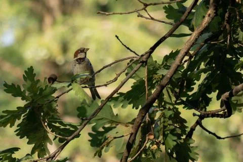 Small common brown bird standing on a tree alone Stock Photos