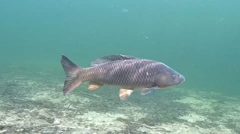 Small common carp Stock Footage 47953193