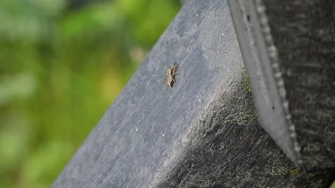 Small common frog hopper insect crawling on fence rail Stock Footage 337737688