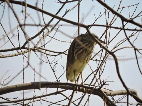 A small, common heron also known as a paddy bird. Stock-Fotos