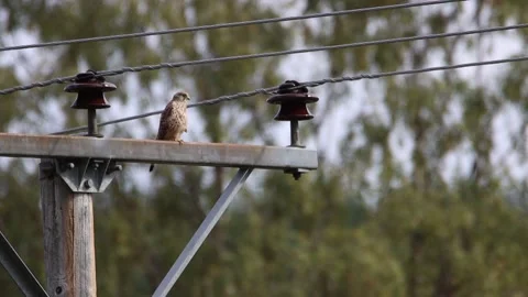 Small common kestrel bird sits on a power line and takes off in slow motion Stock Footage 158802624