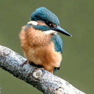 Small common kingfisher perched on weathered branch against soft green backgroun Stock Photos