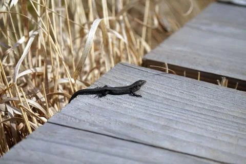Small common lizard basking in sun Stock Photos
