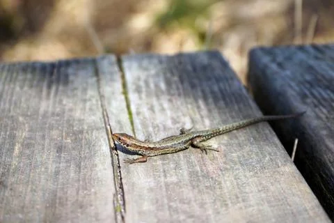 Small common lizard basking in sun Stock Photos
