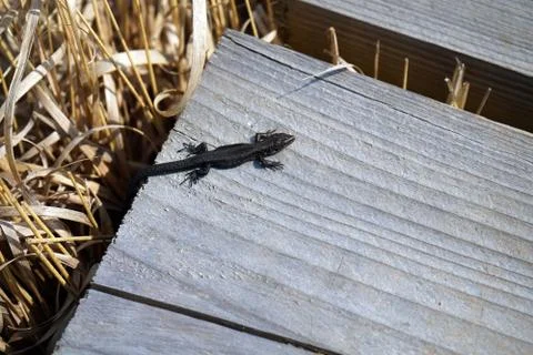 Small common lizard basking in sun 库存照片