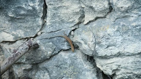 Small Common Lizard Sunbathing on a Grey Stone Wall 動画素材 249878410