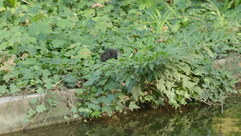 Small Common Moorhen Chick Nestling in Green Foliage Along a Park Pond Bank Stock Footage 340476982