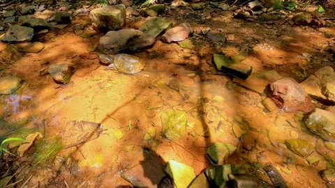 Small, common snapping turtle traversing in a shallow creek on a hot summer day Stock Footage 301409135