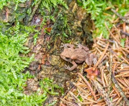 Small common toad Stock Photos